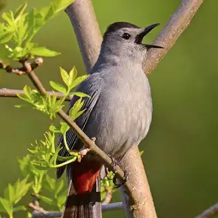 Top Birds in West Harlem Parks