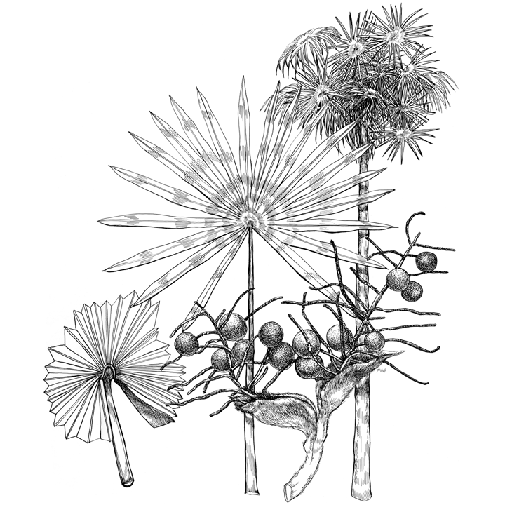 Botanical Drawings
