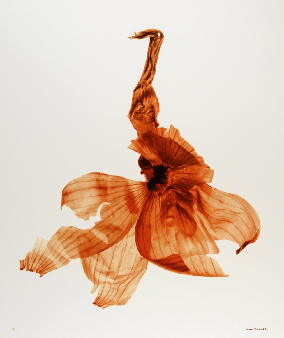 Tribute exhibition for Denis Brihat (1928-2024)